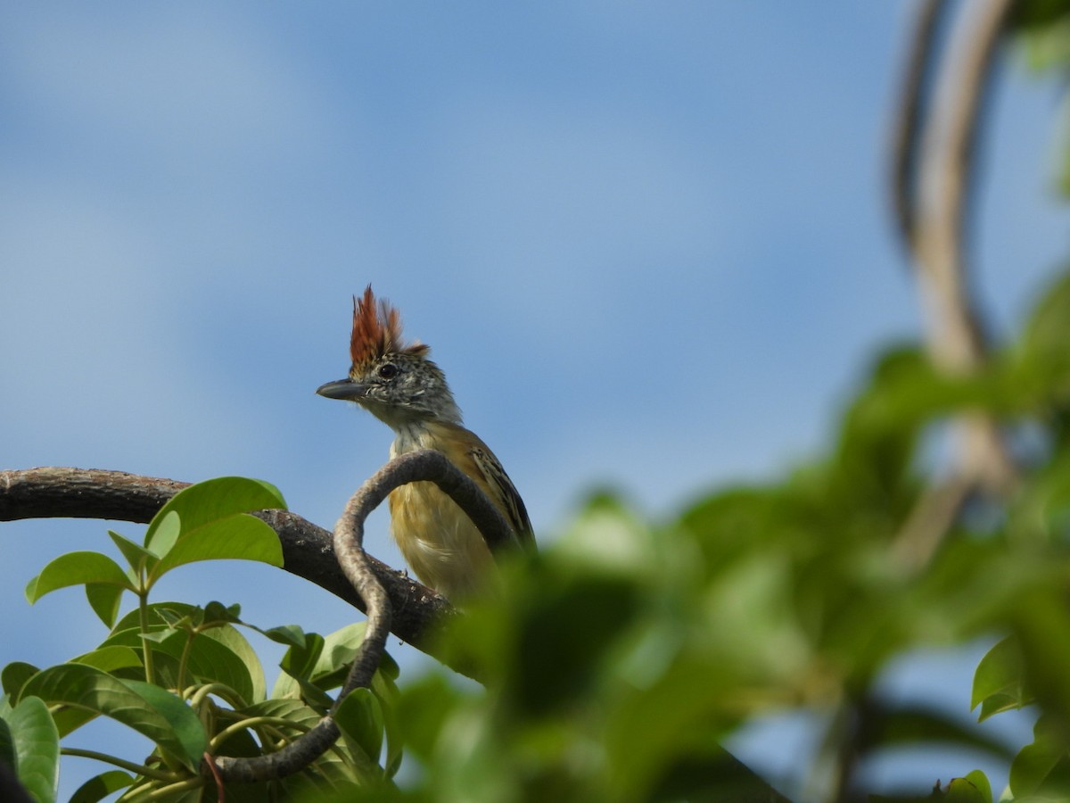 Black-crested Antshrike - ML626060110