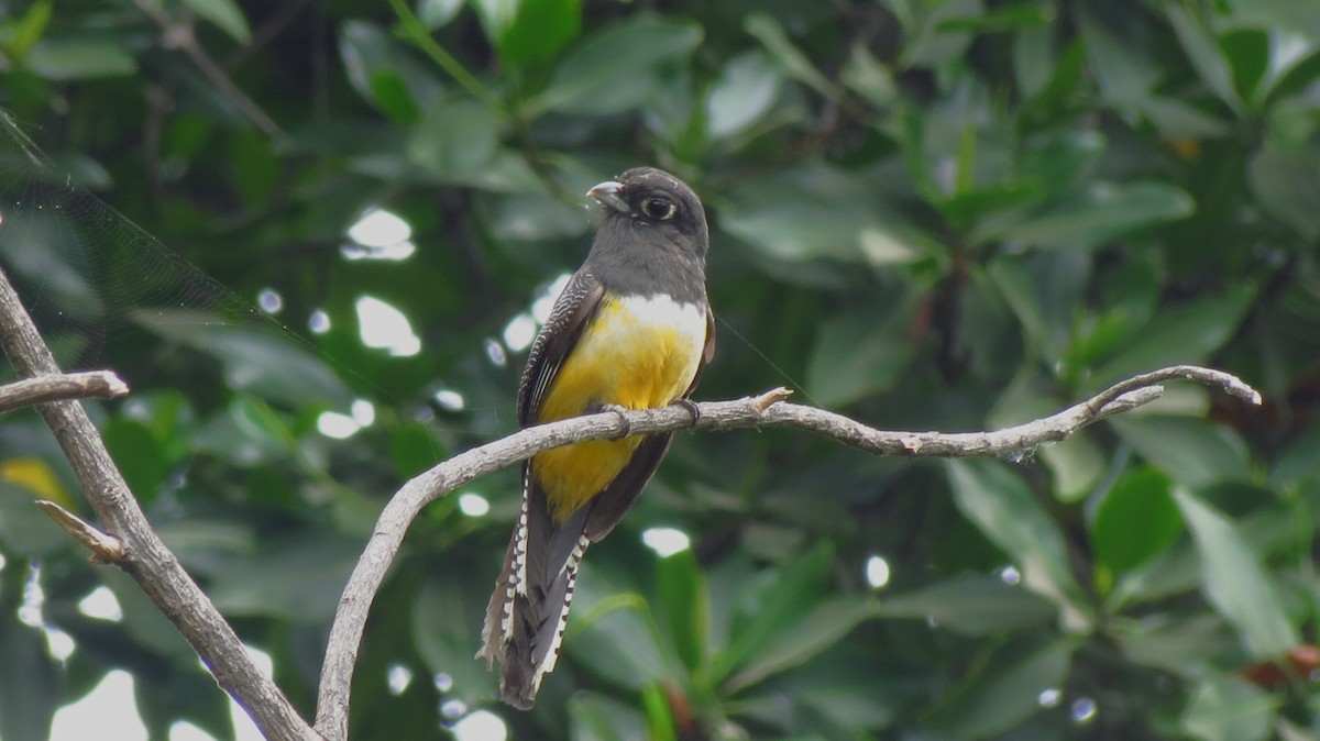 trogon podvazkový - ML626060172