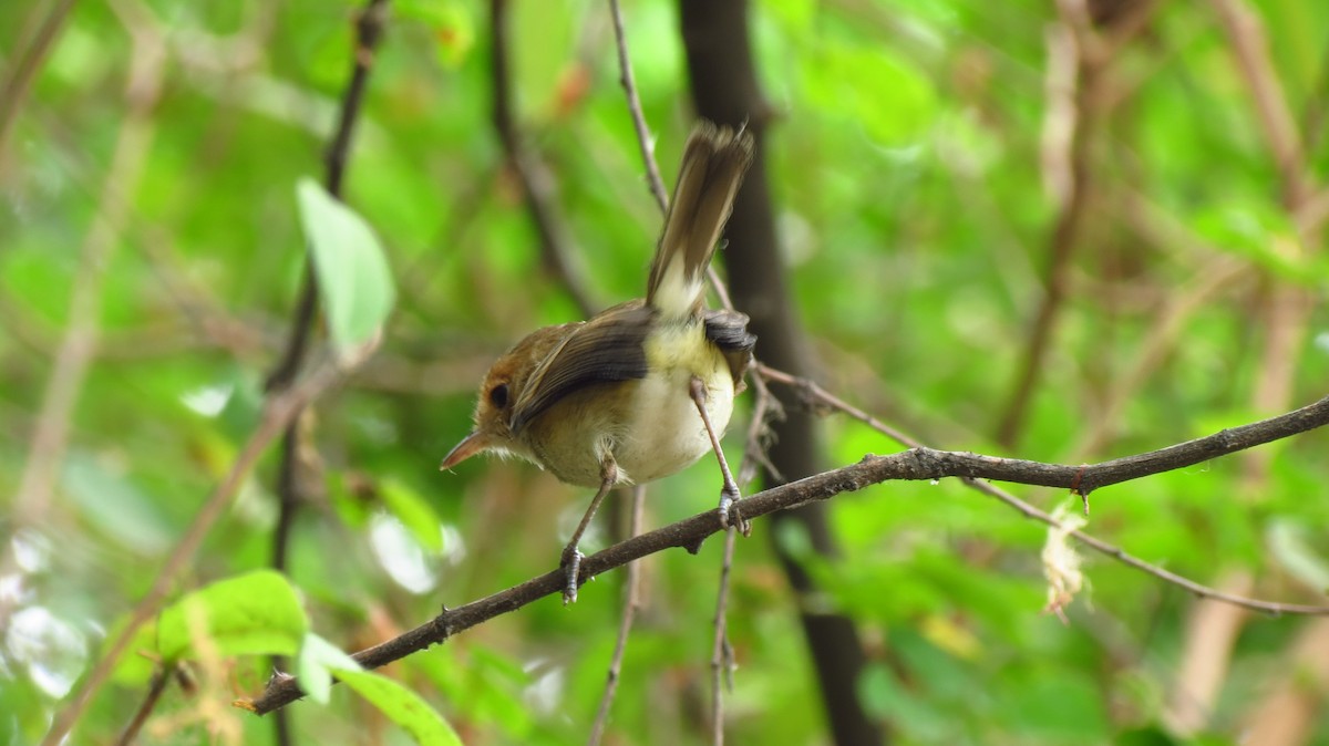 Fulvous-faced Scrub-Tyrant - ML626060179