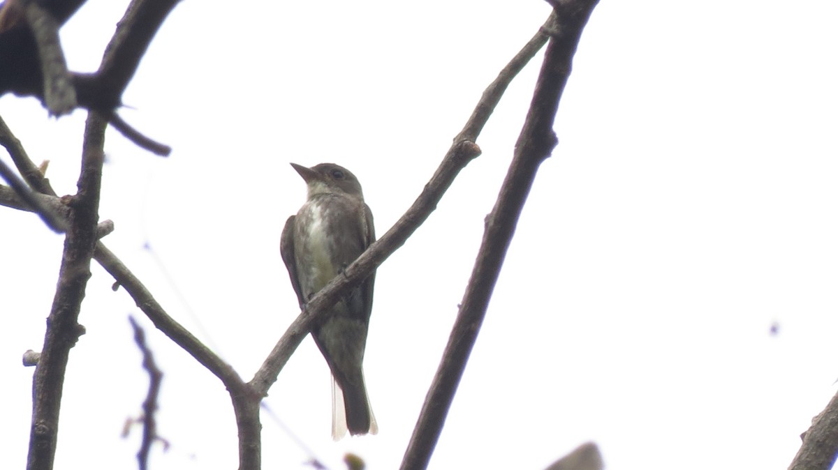 Olive-sided Flycatcher - ML626060192
