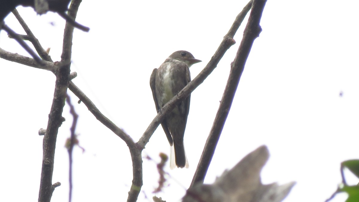 Olive-sided Flycatcher - ML626060193