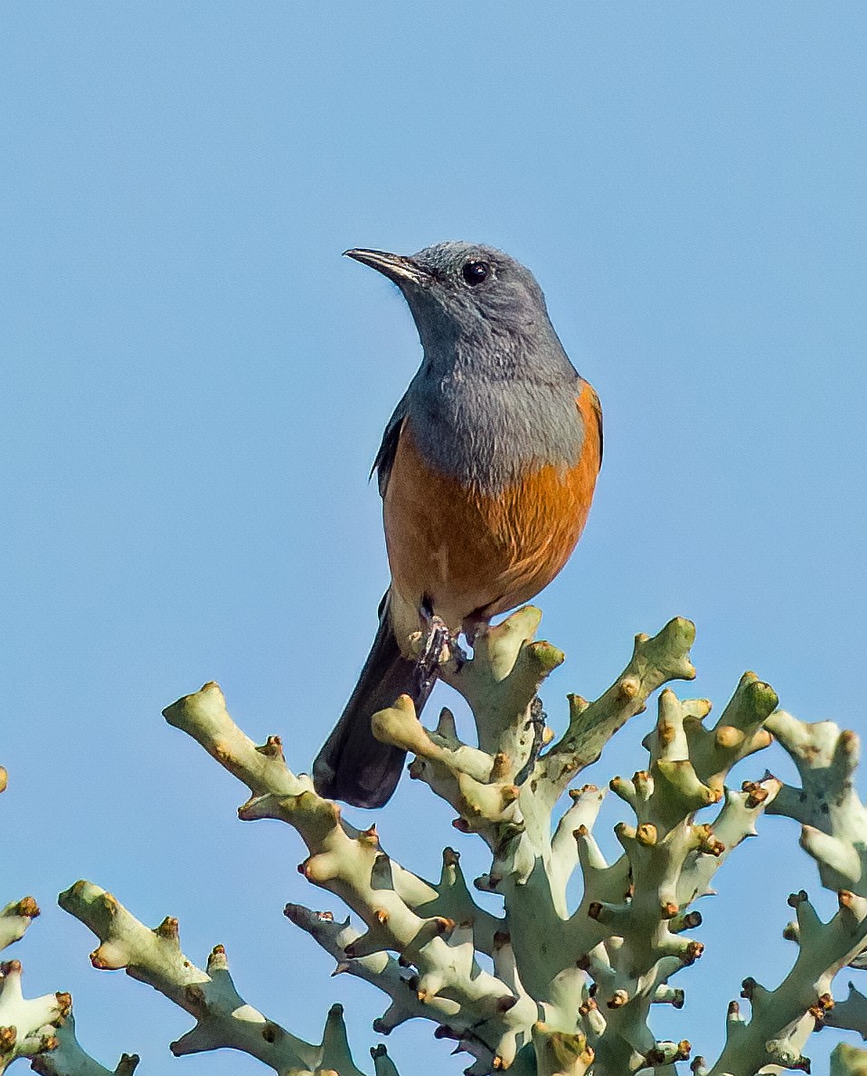 Littoral Rock-Thrush - ML626060296