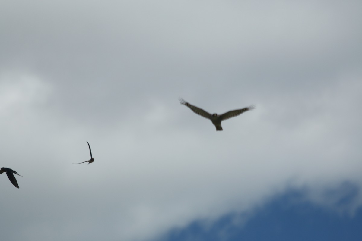 Sharp-shinned Hawk - ML62606041