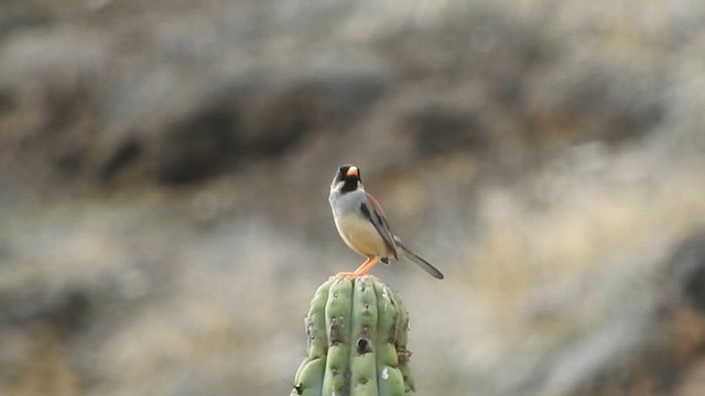 Buff-bridled Inca-Finch - ML626060805