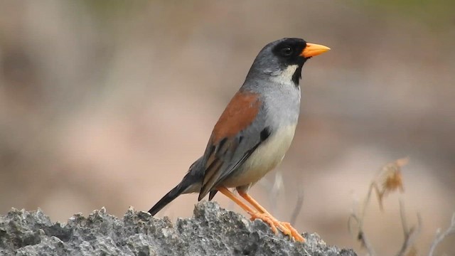 Buff-bridled Inca-Finch - ML626060808