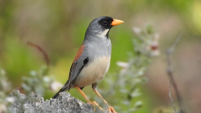 Buff-bridled Inca-Finch - ML626060814