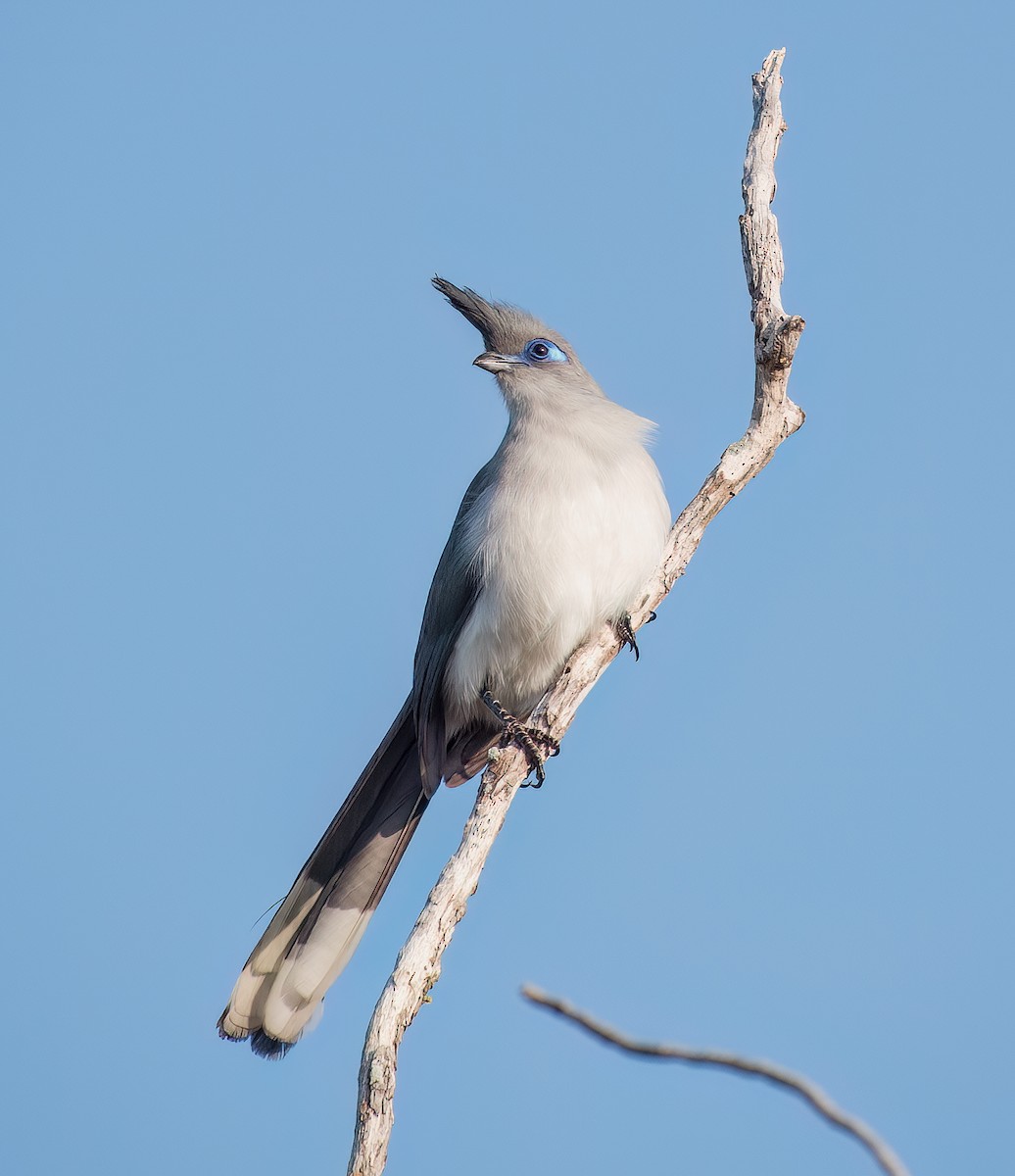 Verreaux's Coua - ML626060824