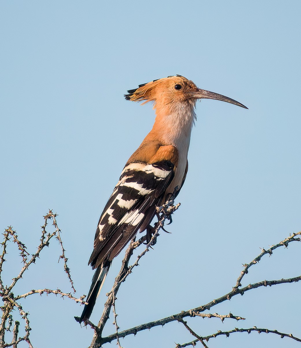 Madagascar Hoopoe - ML626060833