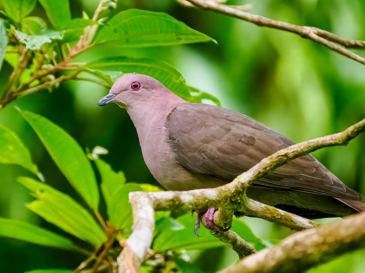 Short-billed Pigeon - Steven Meisel