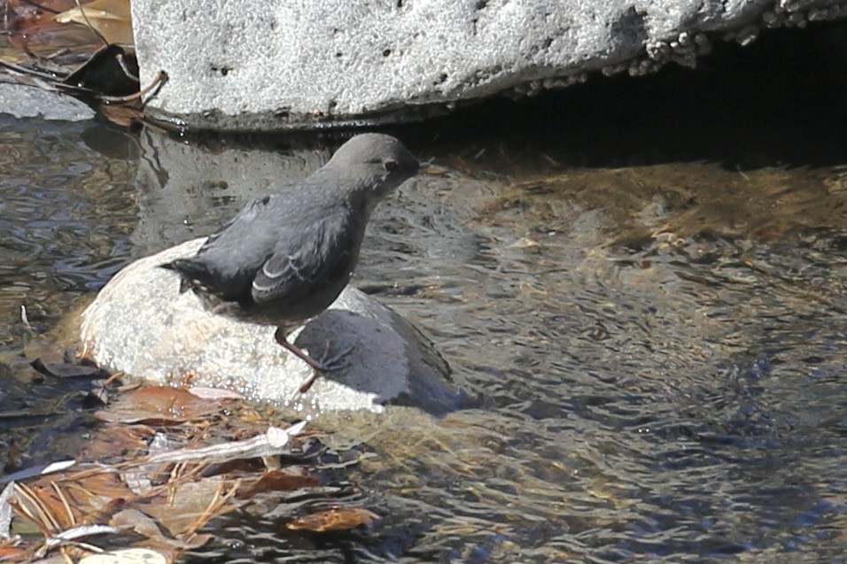 American Dipper - ML626061087