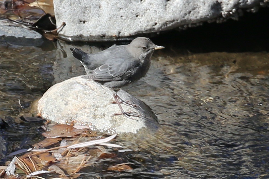 American Dipper - ML626061089