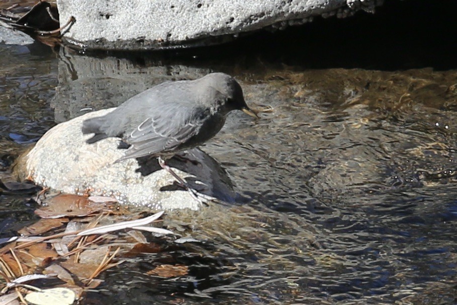 American Dipper - ML626061090