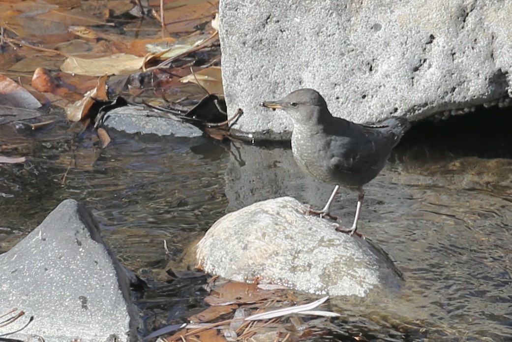 American Dipper - ML626061091