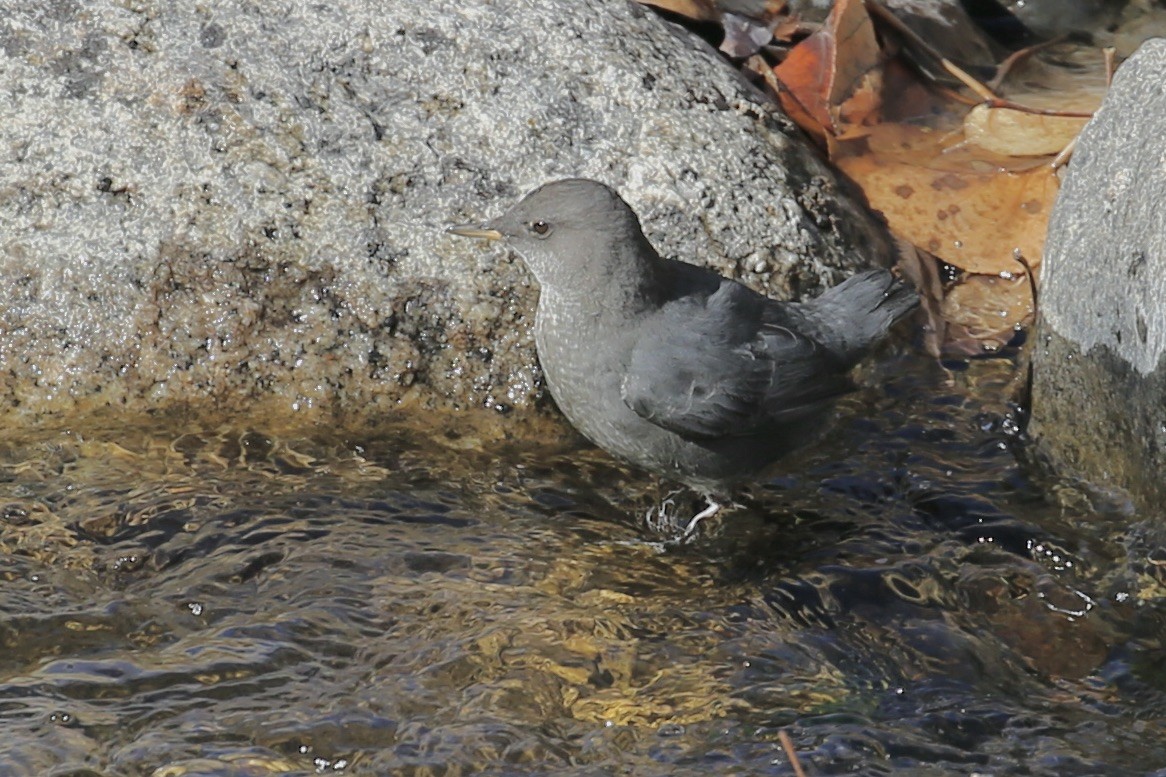 American Dipper - ML626061092