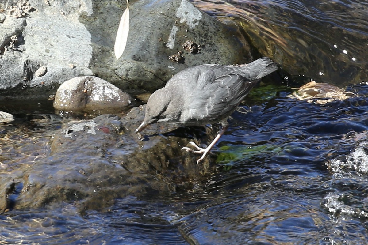 American Dipper - ML626061093