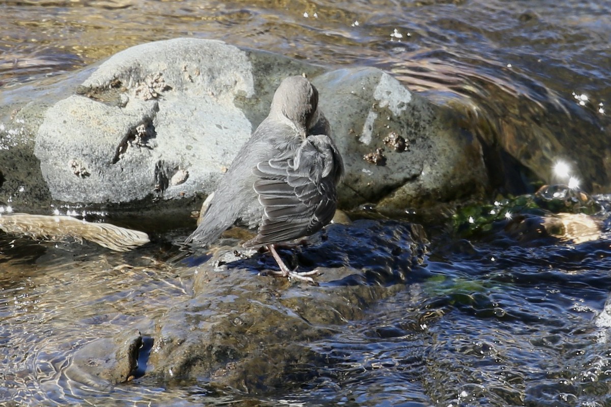 American Dipper - ML626061096