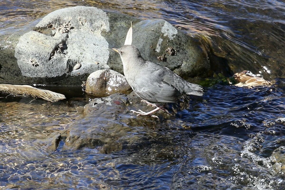 American Dipper - ML626061097