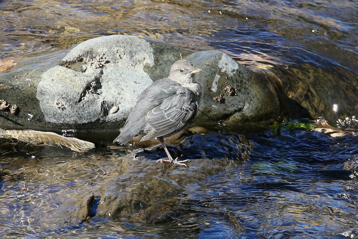 American Dipper - ML626061098