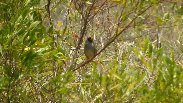 Gray-winged Inca-Finch - ML626061233