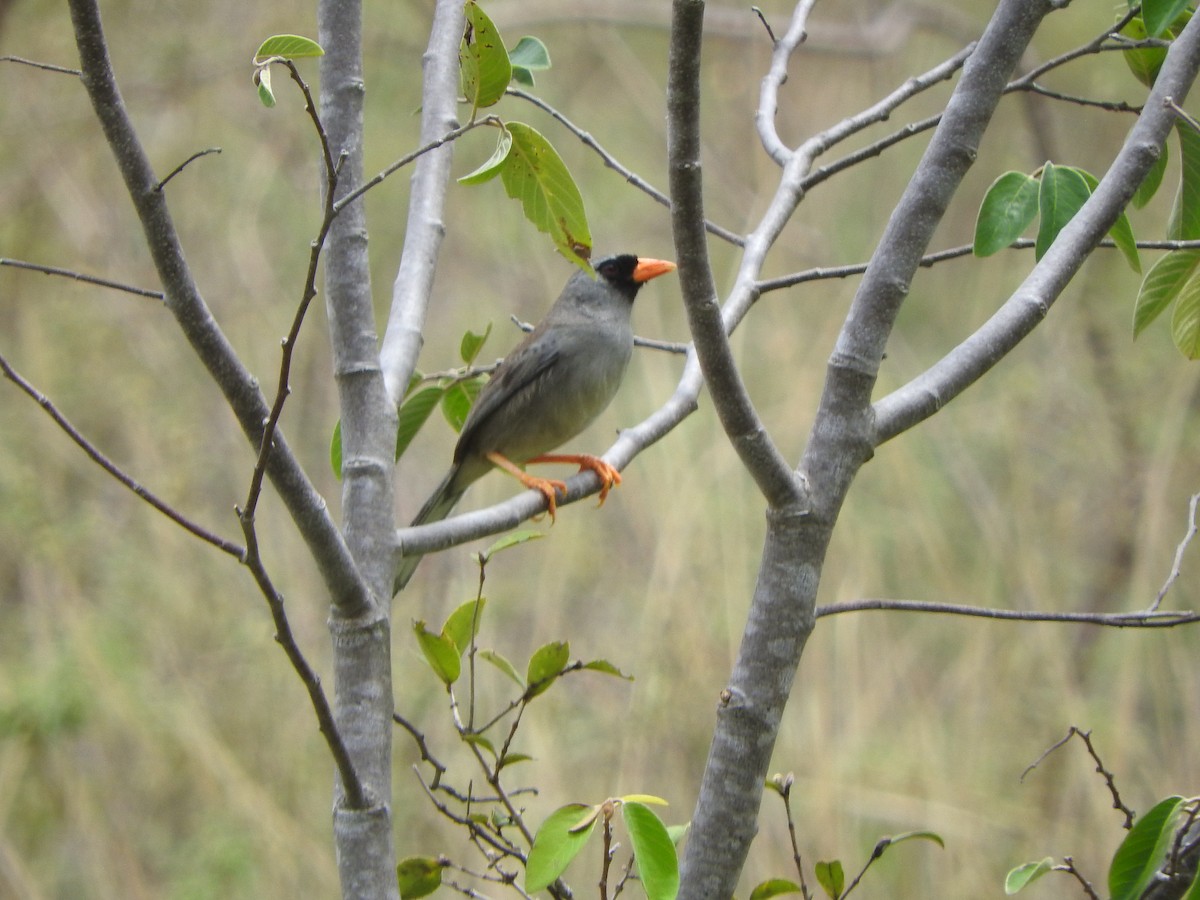 Gray-winged Inca-Finch - ML626061235