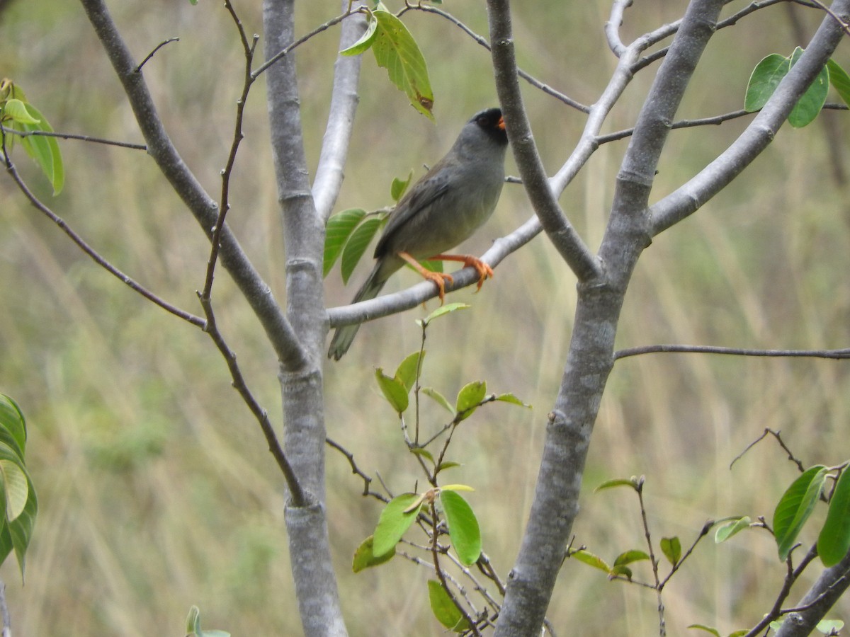 Gray-winged Inca-Finch - ML626061274