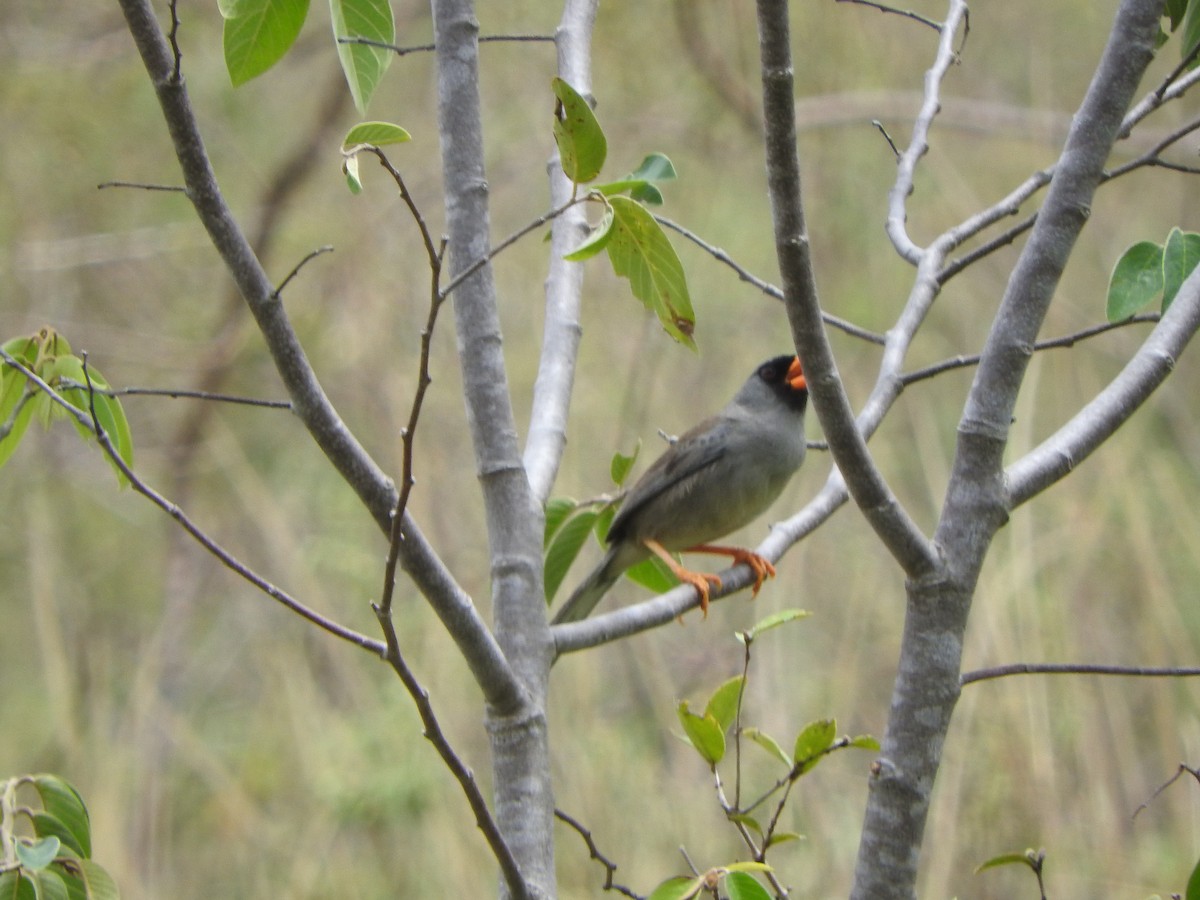 Gray-winged Inca-Finch - ML626061294