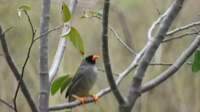 Gray-winged Inca-Finch - ML626061354