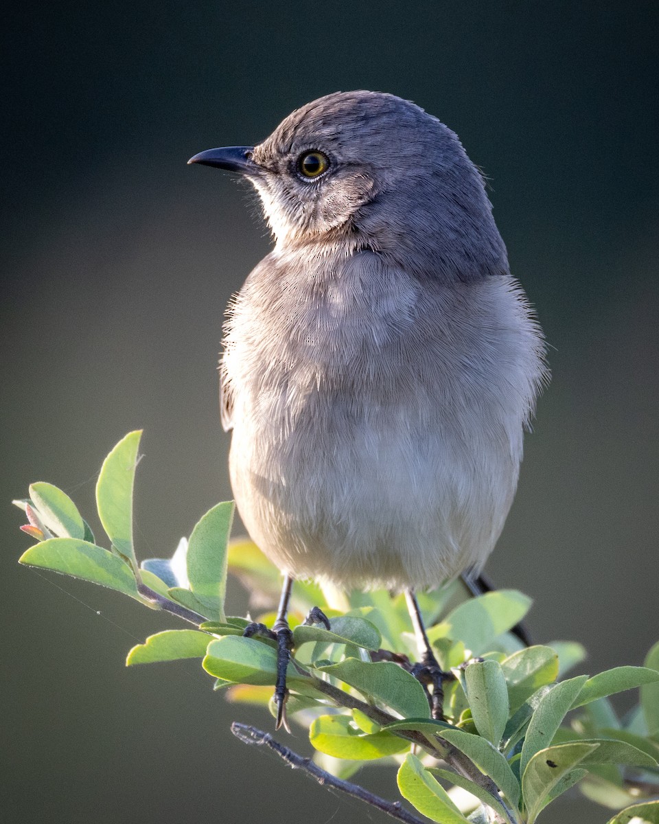 Northern Mockingbird - ML626061367