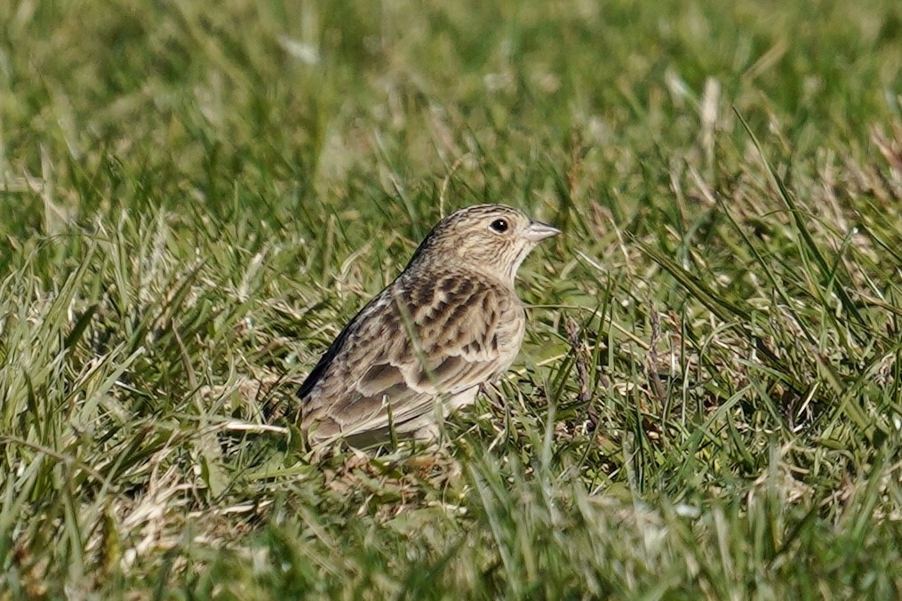 Chestnut-collared Longspur - ML626061368