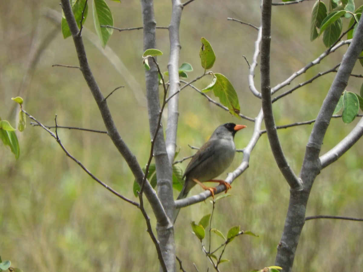 Gray-winged Inca-Finch - ML626061369