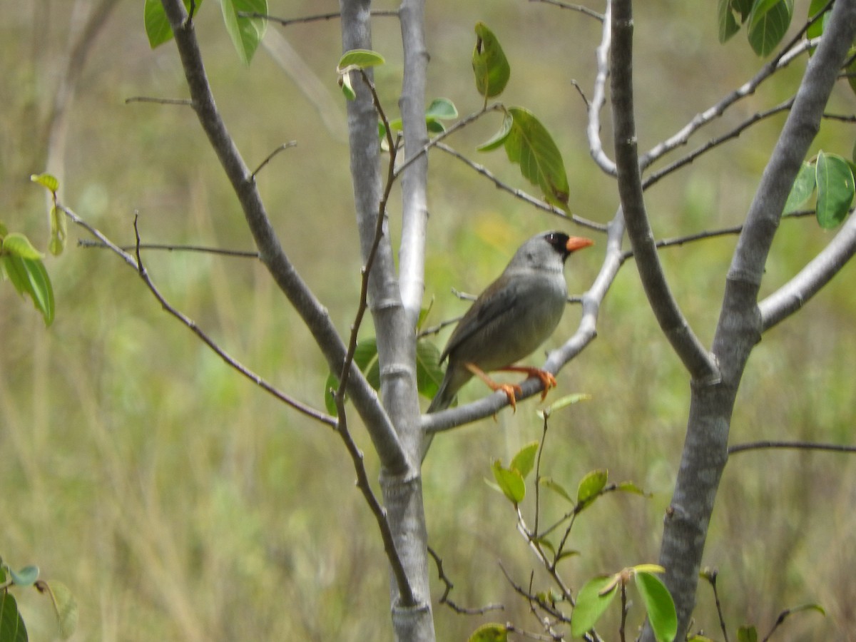 Gray-winged Inca-Finch - ML626061370