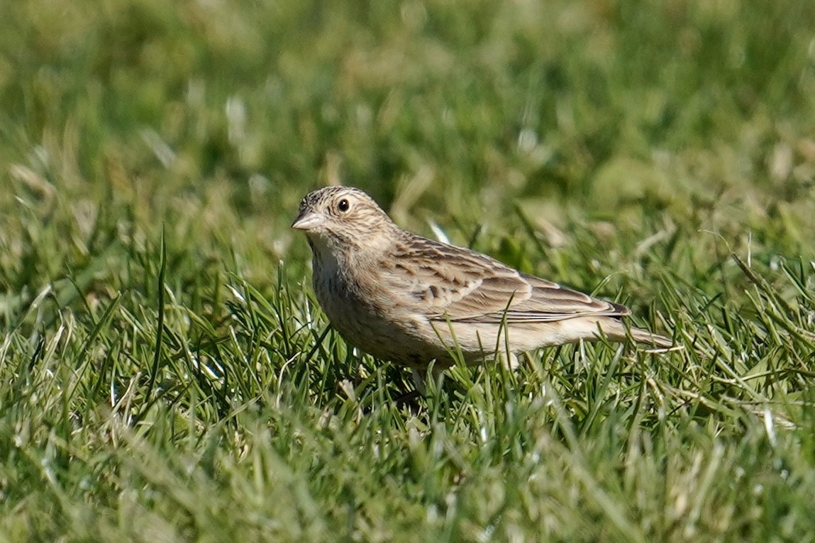 Chestnut-collared Longspur - ML626061381