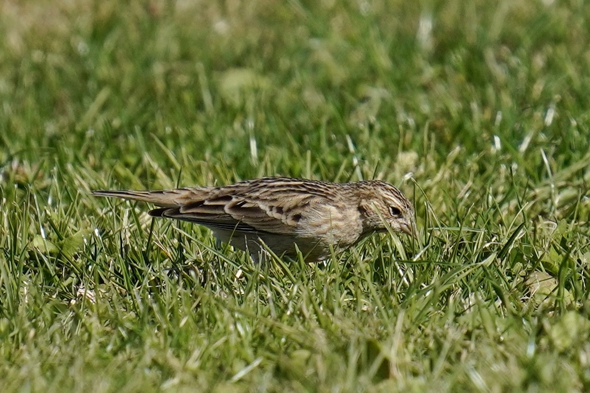 Chestnut-collared Longspur - ML626061389