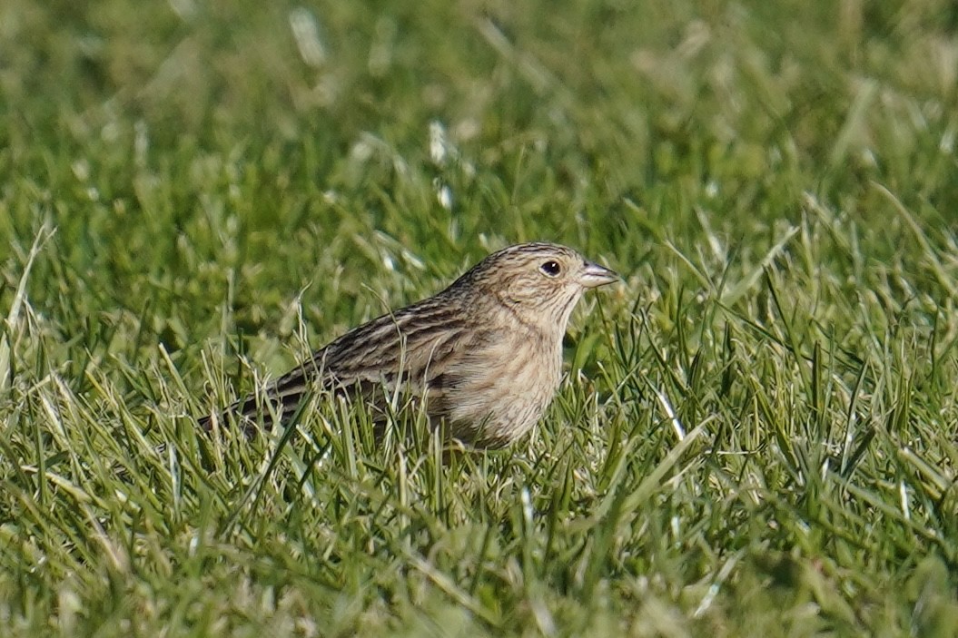 Chestnut-collared Longspur - ML626061398