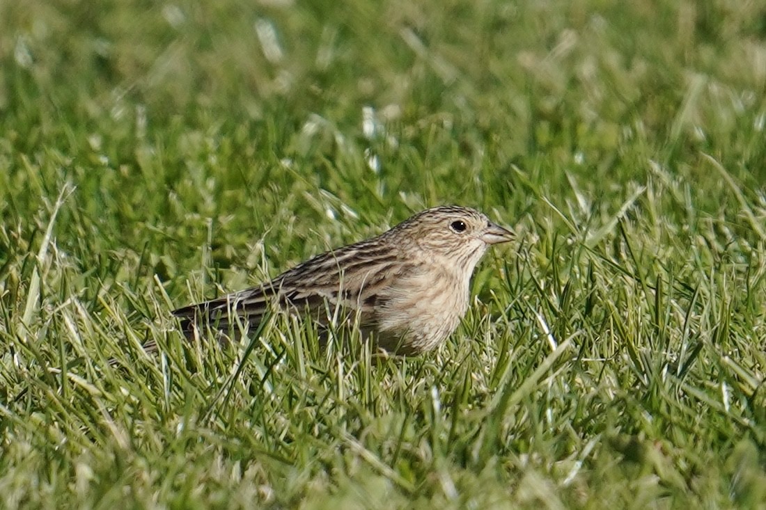 Chestnut-collared Longspur - ML626061399