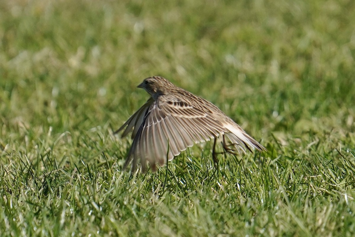 Chestnut-collared Longspur - ML626061410