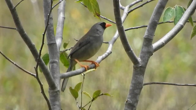 Gray-winged Inca-Finch - ML626061411