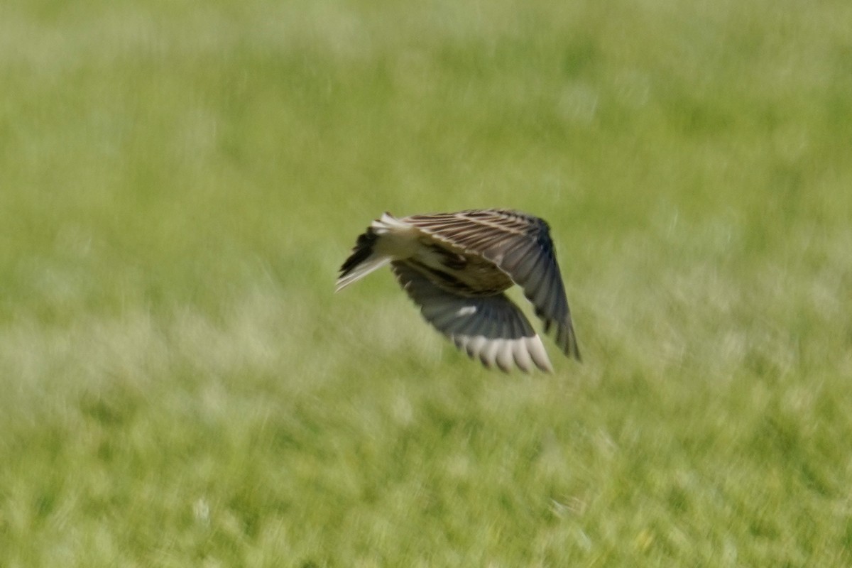 Chestnut-collared Longspur - ML626061420