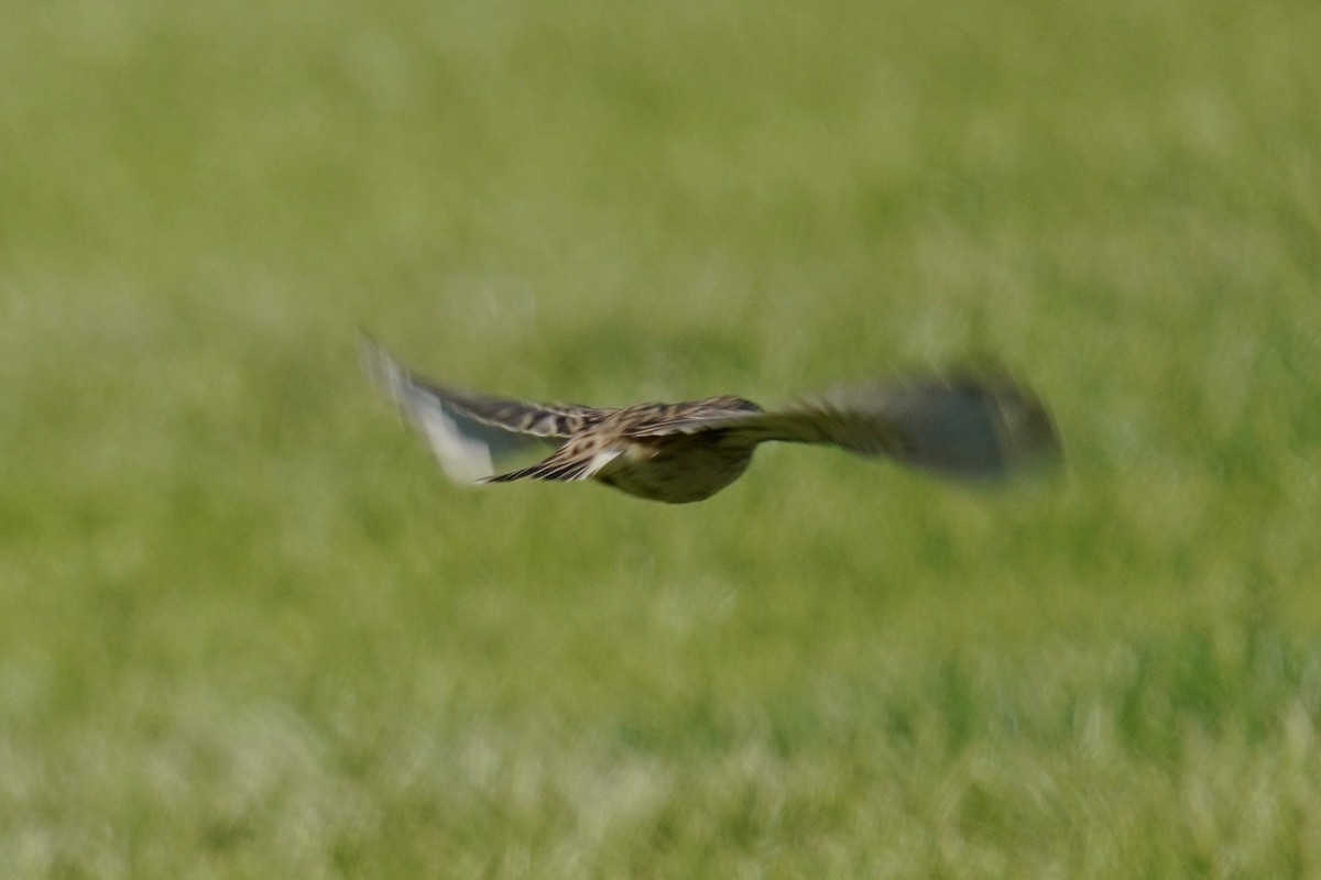 Chestnut-collared Longspur - ML626061421