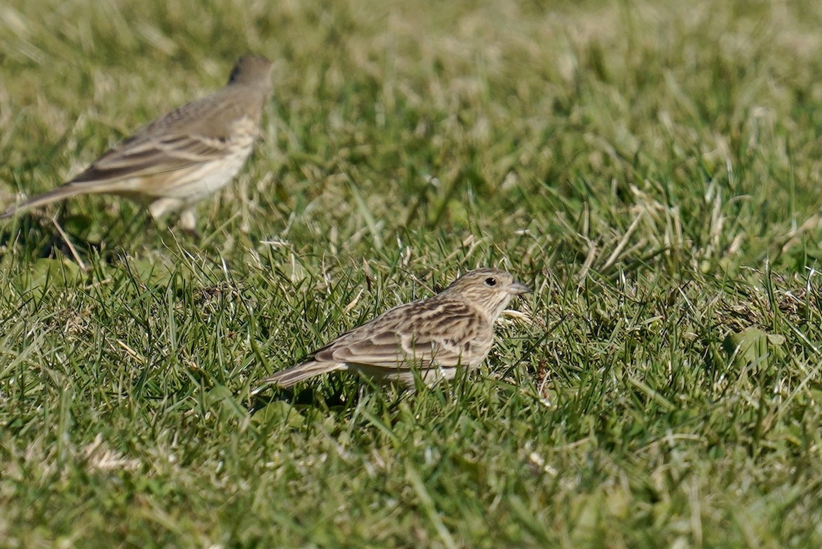 Chestnut-collared Longspur - ML626061432