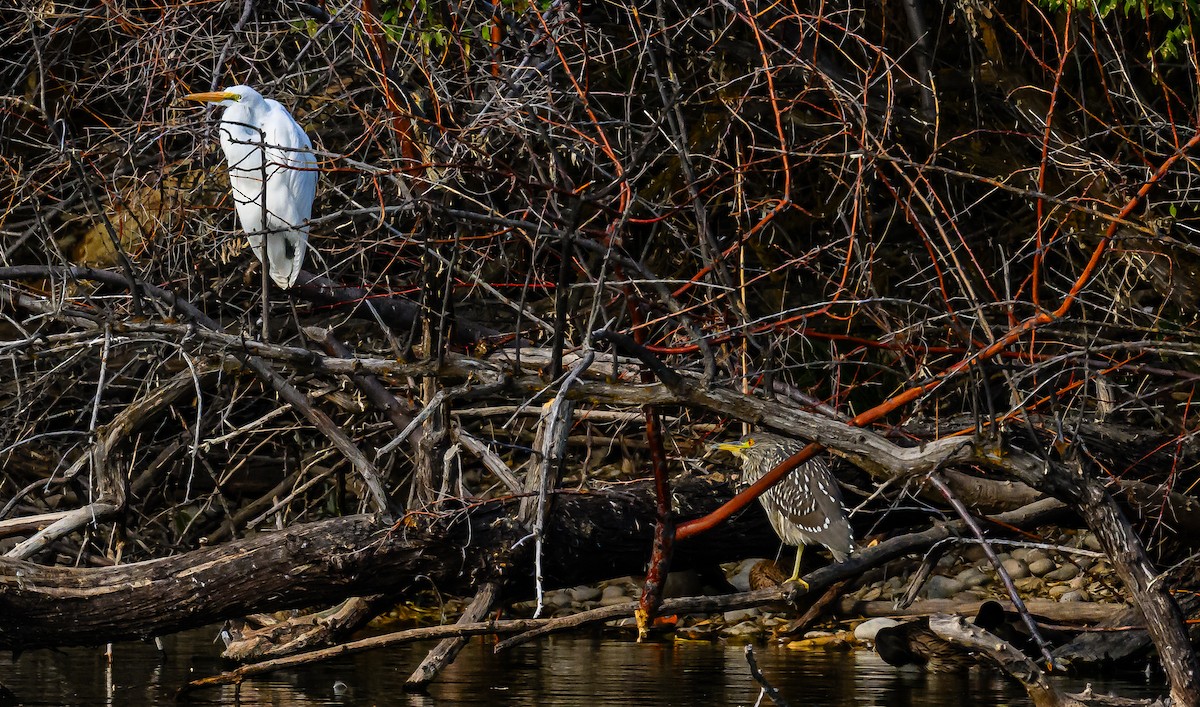 Ногоовор зашин - ML626061681