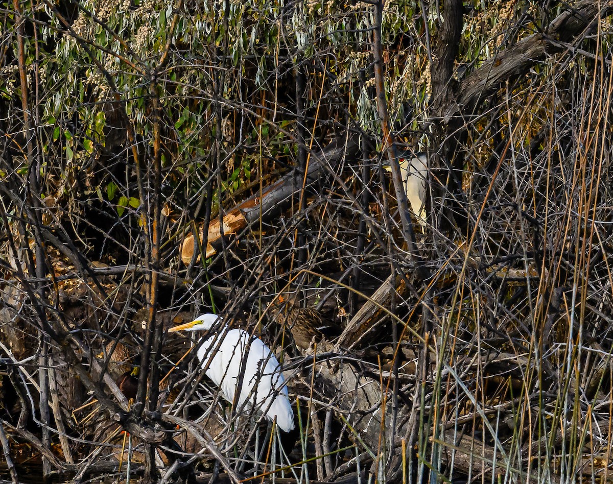 Ногоовор зашин - ML626061683