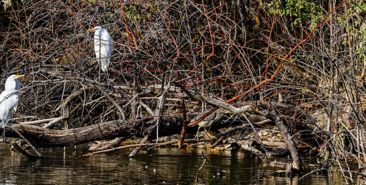 Ногоовор зашин - ML626061684