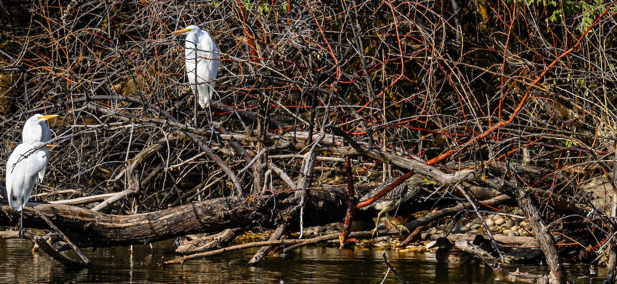 Ногоовор зашин - ML626061685