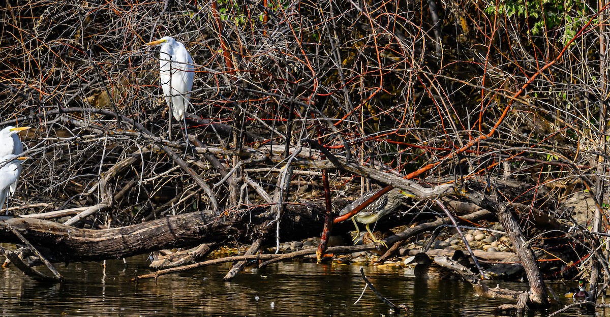 Ногоовор зашин - ML626061686