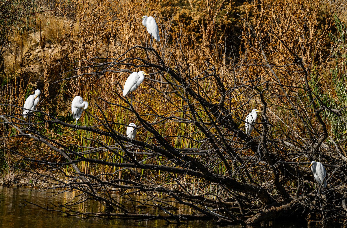 Цасч дэглий - ML626061688