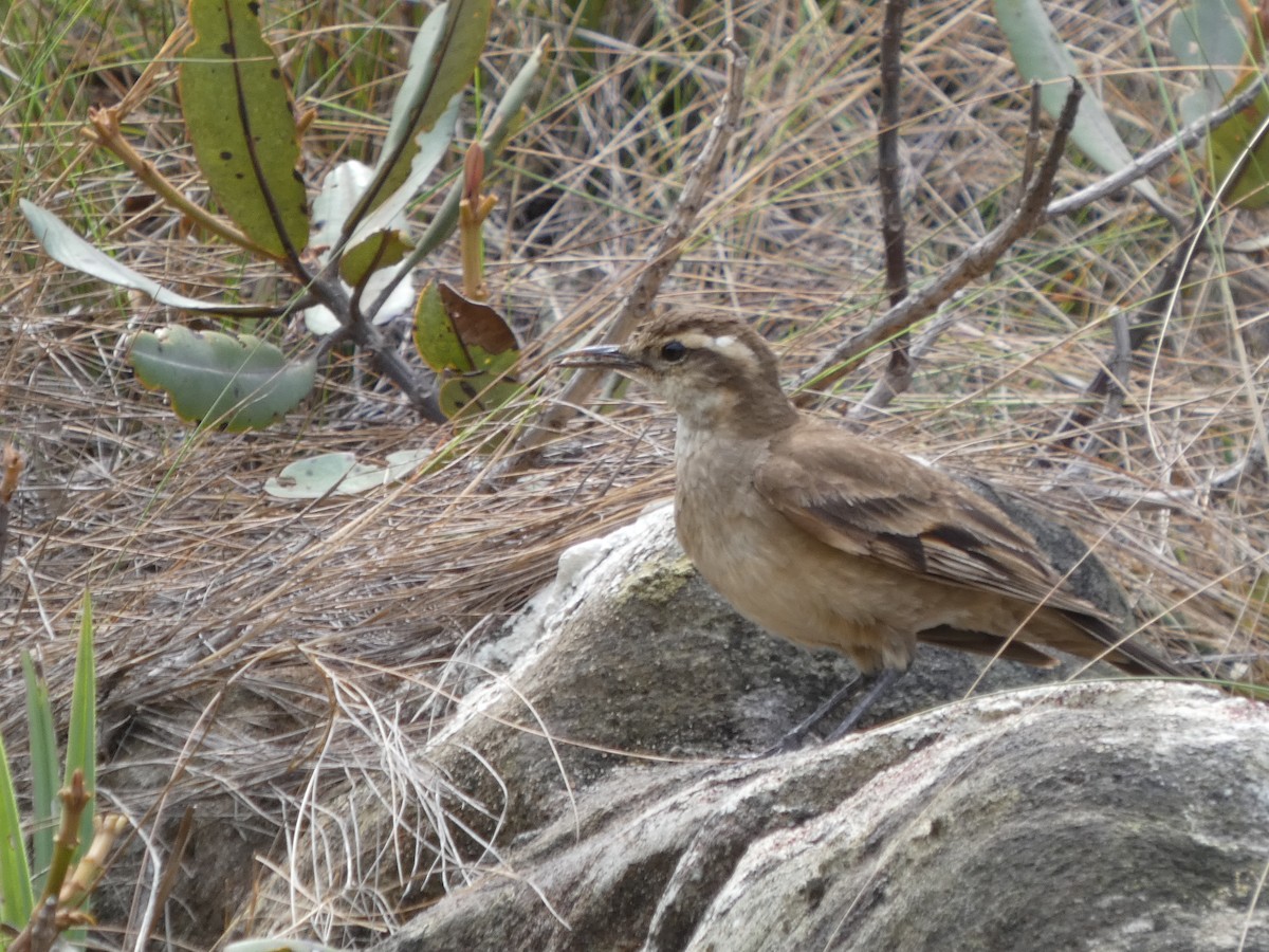 Long-tailed Cinclodes (Cipo) - ML626061744