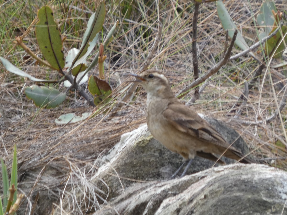 Long-tailed Cinclodes (Cipo) - ML626061745