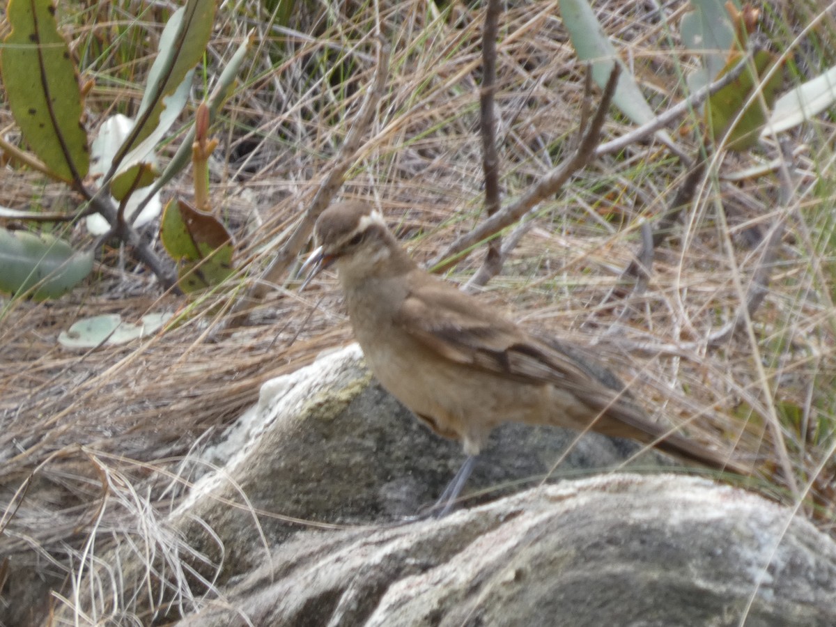 Long-tailed Cinclodes (Cipo) - ML626061777