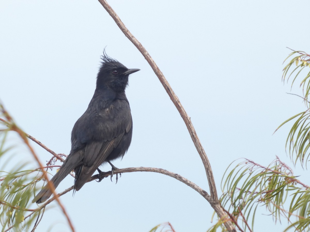 Crested Black-Tyrant - ML626061808